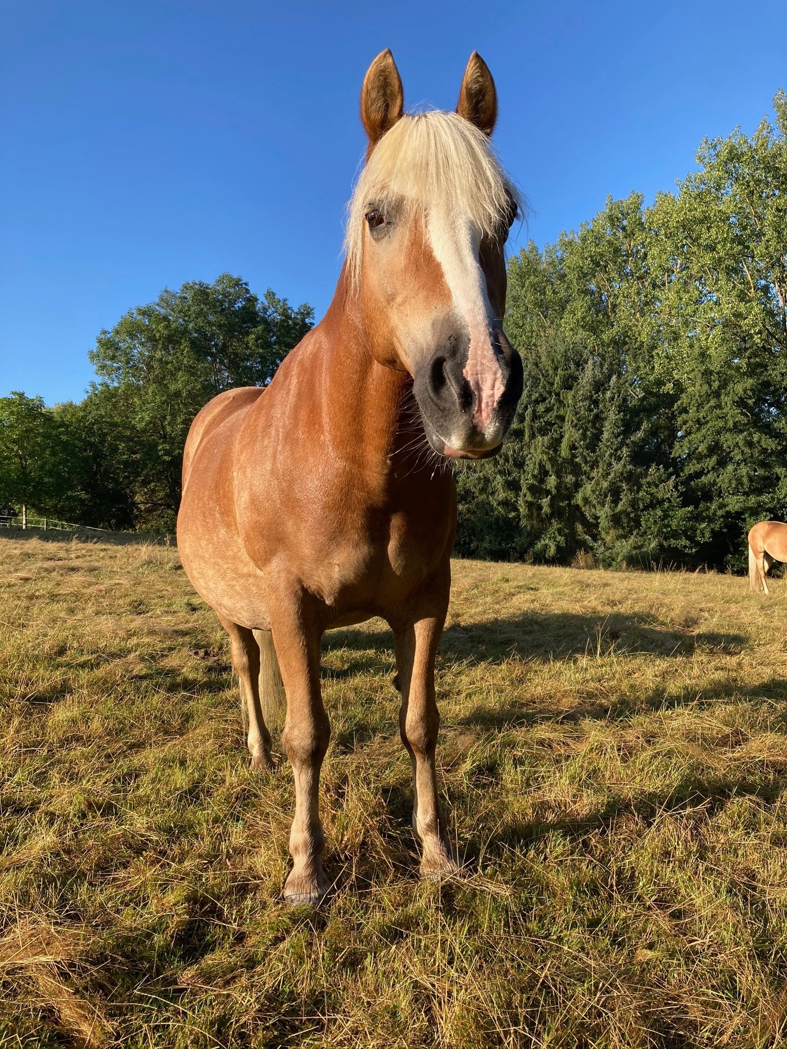 Galerie – Pferdewaage Einsatzbild 14